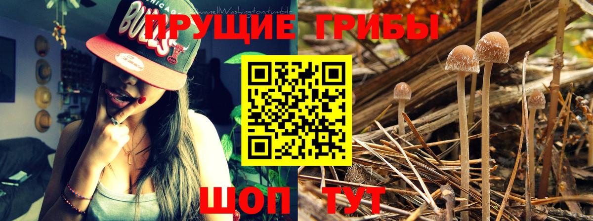 Химки  Галлюциногенные грибы Psilocybe  Псилоцибиновые грибы GOLDEN TEACHER  Вход с VPN 